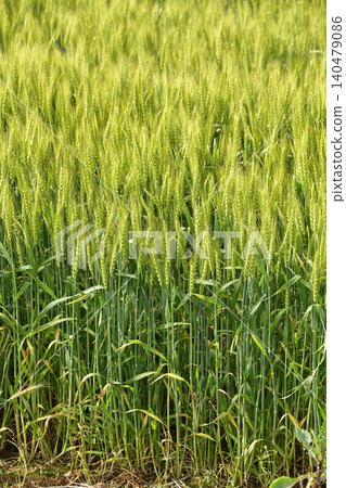Photographing the scenery of a blue wheat field in Assabu-cho, Hokkaido in early summer 140479086