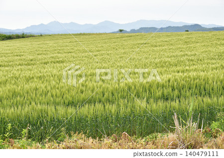 Photographing the scenery of a blue wheat field in Assabu-cho, Hokkaido in early summer Photographing the scenery of a blue wheat field in Assabu-cho, Hokkaido in early summer 140479111