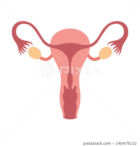 The female reproductive system consists of internal and external organs. It creates hormones and is responsible for fertility, menstruation. Medical Healthcare,vector illustration The female reproductive system consists of internal and external organs. It creates hormones and is responsible for fertility, menstruation. Medical Healthcare,vector illustration 140479132