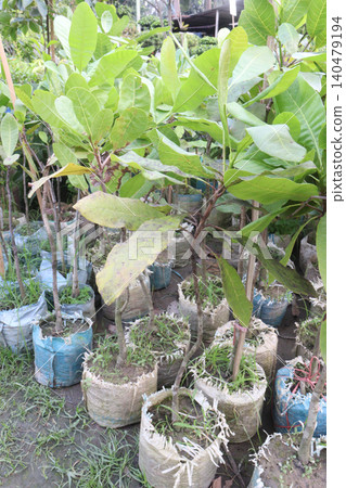 Cashew plant on farm for harvest are cash crops Cashew plant on farm for harvest are cash crops 140479194