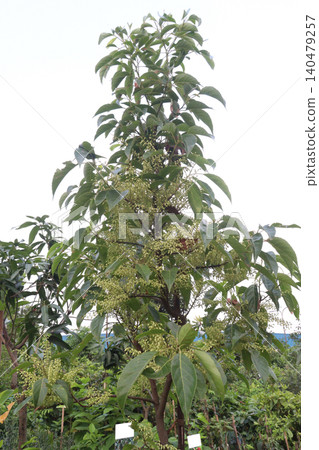 Elaeocarpus serratus also known Ceylon olive plant Elaeocarpus serratus also known Ceylon olive plant 140479257