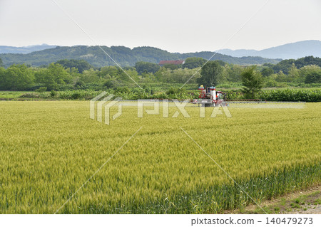 A scene of pest control work being carried out in a wheat field in Atsusabetsu Town, Hokkaido, in early summer. A scene of pest control work being carried out in a wheat field in Atsusabetsu Town, Hokkaido, in early summer. 140479273