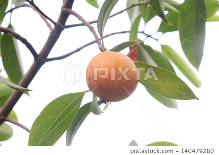 Garcinia cowa is a tropical fruit plant on farm Garcinia cowa is a tropical fruit plant on farm 140479280