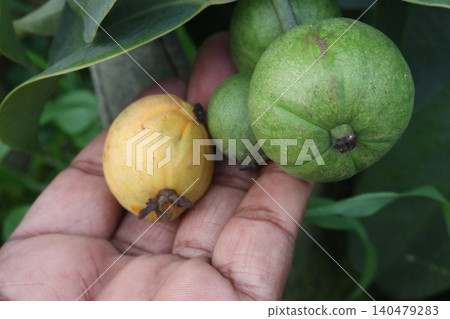 Garcinia cowa is a tropical fruit plant on farm Garcinia cowa is a tropical fruit plant on farm 140479283