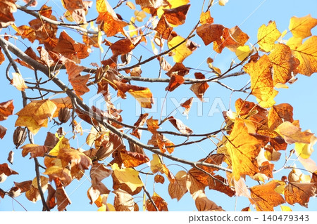 Landscape with autumn leaves Landscape with autumn leaves 140479343