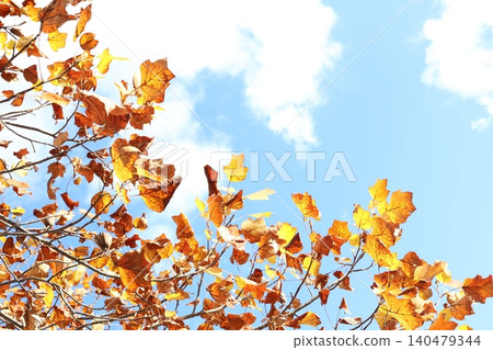 Landscape with autumn leaves Landscape with autumn leaves 140479344