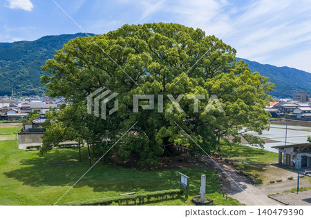 卡莫大樟樹巨大的樹冠在藍天下舒展開來。 卡莫大樟樹巨大的樹冠在藍天下舒展開來。 140479390