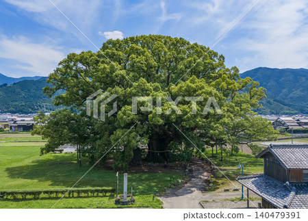 雄偉的卡莫大樟樹,周圍環繞著山脈和原野。 雄偉的卡莫大樟樹,周圍環繞著山脈和原野。 140479391