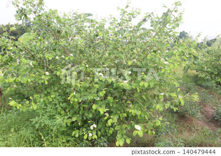 Indian jujube, Ziziphus mauritiana fruit tree farm on field Indian jujube, Ziziphus mauritiana fruit tree farm on field 140479444