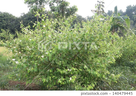 Indian jujube, Ziziphus mauritiana fruit tree farm on field Indian jujube, Ziziphus mauritiana fruit tree farm on field 140479445