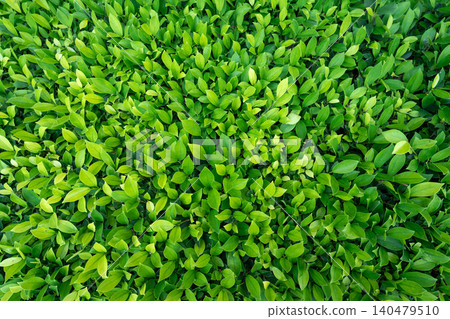 Small green leaves in hedge wall texture background. Closeup green hedge plant in garden. Eco evergreen hedge wall. Natural backdrop. Beauty in nature. Green leaves with natural pattern wallpaper. Small green leaves in hedge wall texture background. Closeup green hedge plant in garden. Eco evergreen hedge wall. Natural backdrop. Beauty in nature. Green leaves with natural pattern wallpaper. 140479510
