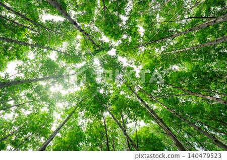 Bottom-up view green mangrove forest canopy. Natural carbon sink fight climate change. Sustainability in carbon-neutral ecosystems. Green and sustainable environment. Natural carbon capture solution. Bottom-up view green mangrove forest canopy. Natural carbon sink fight climate change. Sustainability in carbon-neutral ecosystems. Green and sustainable environment. Natural carbon capture solution. 140479523