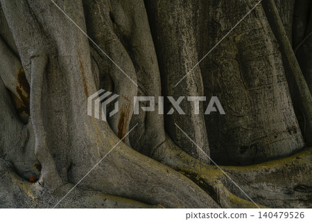 Closeup old trunk and root of banyan tree. Large tree trunk in tropical forest. Twisted pattern of tree trunk texture background. Natural wood skin. Growth of plant. Brown and gray big tree bark. Closeup old trunk and root of banyan tree. Large tree trunk in tropical forest. Twisted pattern of tree trunk texture background. Natural wood skin. Growth of plant. Brown and gray big tree bark. 140479526