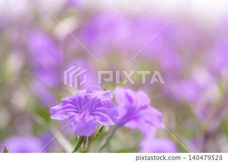 Selective focus on a purple flower in a flower garden. Beauty in nature. The fragility of purple petal flowers on sunny day. Flower field. Vibrant spring and summer garden. Purple flower bloom. Selective focus on a purple flower in a flower garden. Beauty in nature. The fragility of purple petal flowers on sunny day. Flower field. Vibrant spring and summer garden. Purple flower bloom. 140479528