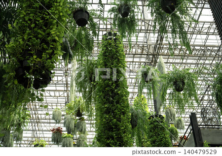 Green ornamental plant in hanging baskets. Plants in hanging pot decoration in charming garden. Care of hanging plant in baskets concept. Indoor hanging garden to reduce dust. Natural air purifier. Green ornamental plant in hanging baskets. Plants in hanging pot decoration in charming garden. Care of hanging plant in baskets concept. Indoor hanging garden to reduce dust. Natural air purifier. 140479529