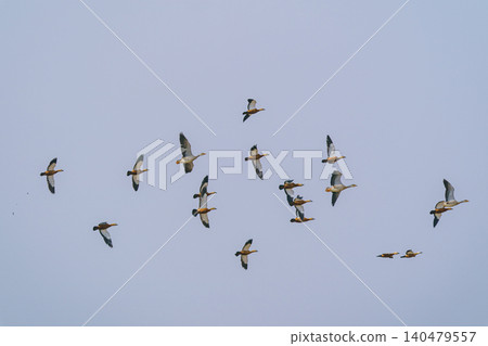 A flock of Ruddy Shelducks flying over Khustai National Park in Mongolia. A flock of Ruddy Shelducks flying over Khustai National Park in Mongolia. 140479557