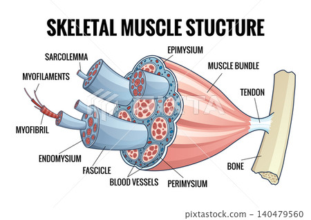 Skeletal muscle anatomy outline diagram. Structure with anatomical inner layers. Labeled educational medical vector illustration Skeletal muscle anatomy outline diagram. Structure with anatomical inner layers. Labeled educational medical vector illustration 140479560