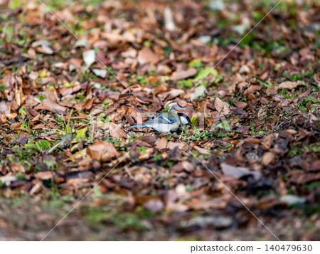 A cute titmouse came to play in the plum grove in early spring. A cute titmouse came to play in the plum grove in early spring. 140479630