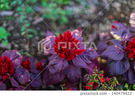 2023年11月,花壇裡盛開著鮮紅的雞冠花和色彩繽紛的葉子。 2023年11月,花壇裡盛開著鮮紅的雞冠花和色彩繽紛的葉子。 140479822