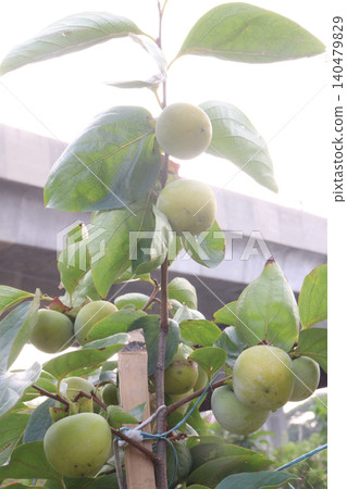 raw persimmon on tree in farm 140479829