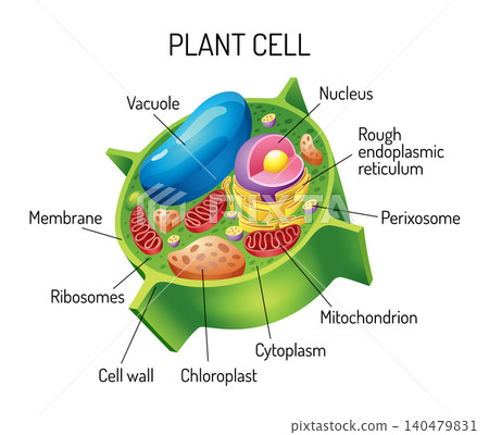 Vector illustration of the Plant cell anatomy structure. Educational infographic Vector illustration of the Plant cell anatomy structure. Educational infographic 140479831