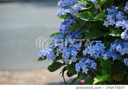Close up of a blue-purple agate hydrangea Close up of a blue-purple agate hydrangea 140479847