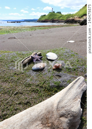 Driftwood and seashells washed ashore on the beach Driftwood and seashells washed ashore on the beach 140479875
