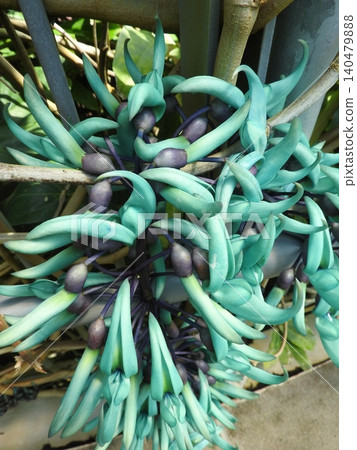 The "Jade Vine" blooms with flowers of unusual colors. The "Jade Vine" blooms with flowers of unusual colors. 140479888