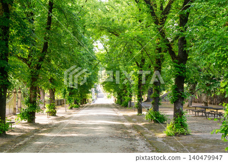A serene, treelined pathway in a lush green park creates a stunning natural canopy, symbolizing lifes journey, peace, and mindfulness. Ideal for wellness and travel concepts. 140479947