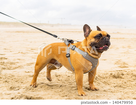 A cute fawn French bulldog stands proudly on a sandy beach, wearing a secure harness and leash during a joyful coastal walk. Evokes a feeling of freedom and loyalty. Nobody. A cute fawn French bulldog stands proudly on a sandy beach, wearing a secure harness and leash during a joyful coastal walk. Evokes a feeling of freedom and loyalty. Nobody. 140479950