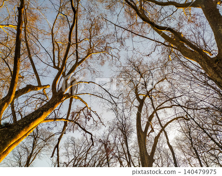 Majestic leafless trees reach upward toward a clear blue sky, bathed in golden sunlight. This stunning lowangle shot highlights natures intricate patterns and serene, seasonal transitions. 140479975