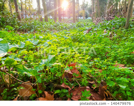 Radiant sunbeams illuminate a carpet of fresh green clovers and crisp autumn leaves on a peaceful forest floor. A beautiful metaphor for natures vitality and seasonal transitions. 140479976