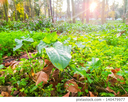 Vibrant green foliage thrives on a sundrenched woodland floor. Golden light filters through the trees, symbolizing renewal and growth. Perfect for nature, wellness or ecological designs. 140479977