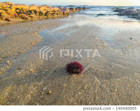 A lone purple sea urchin rests on wet sand during a serene sunset. Perfect for environmental, travel, and marine biology themes, capturing the peaceful essence of the coastal shoreline. A lone purple sea urchin rests on wet sand during a serene sunset. Perfect for environmental, travel, and marine biology themes, capturing the peaceful essence of the coastal shoreline. 140480005