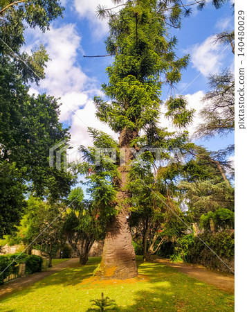 This majestic, ancient evergreen tree with a massive textured trunk stands proudly in a lush botanical garden, representing natural strength, endurance, and ecological heritage. This majestic, ancient evergreen tree with a massive textured trunk stands proudly in a lush botanical garden, representing natural strength, endurance, and ecological heritage. 140480029