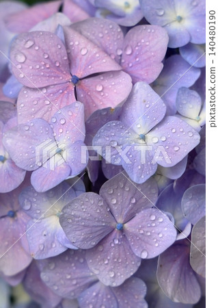 雨後繡球花即使帶著雨滴也依然美麗。 雨後繡球花即使帶著雨滴也依然美麗。 140480190