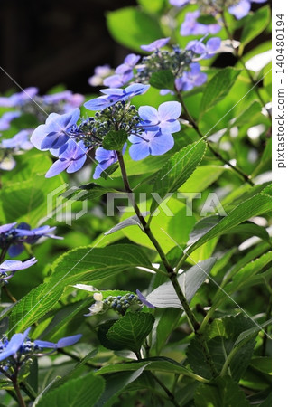 Hydrangeas shining in between the rainy season Hydrangeas shining in between the rainy season 140480194