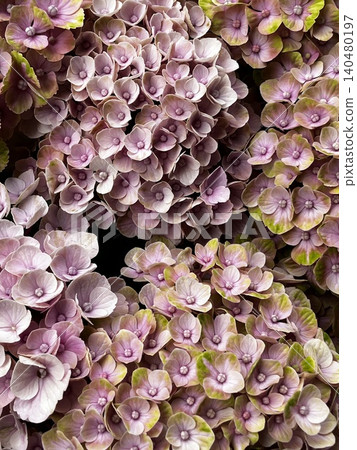 Bright hydrangea Bright hydrangea 140480197
