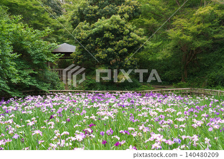 鳶尾花盛開,鬱鬱蔥蔥的日式花園景色優美。 鳶尾花盛開,鬱鬱蔥蔥的日式花園景色優美。 140480209