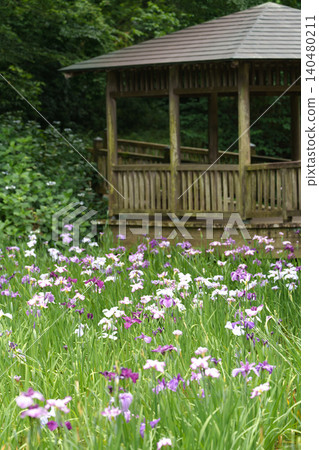 The irises are in full bloom, and the scenery of the lush Japanese garden is beautiful. The irises are in full bloom, and the scenery of the lush Japanese garden is beautiful. 140480211