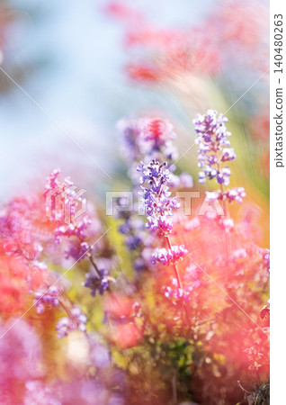 Fabulous purple and pink wildflowers in soft focus in warm summer sunlight. Fabulous purple and pink wildflowers in soft focus in warm summer sunlight. 140480263