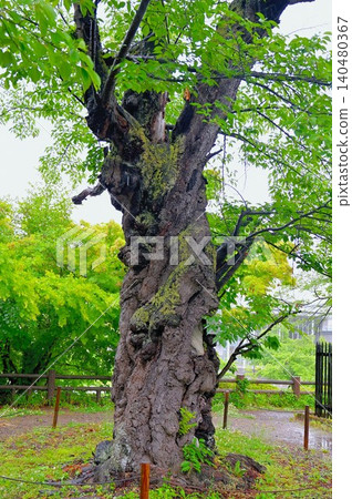 An old zelkova tree at Uesugi Shrine (Matsugamisaki Park) An old zelkova tree at Uesugi Shrine (Matsugamisaki Park) 140480367