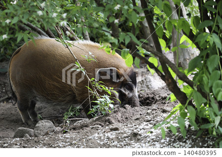 Red river hog in the forest Red river hog in the forest 140480395
