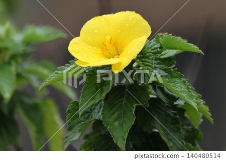 Nature, Plants: Yellow-flowered vine (Cornella vulgaris), a vibrant yellow flower. It's a short-lived flower, about five centimeters in size. Nature, Plants: Yellow-flowered vine (Cornella vulgaris), a vibrant yellow flower. It's a short-lived flower, about five centimeters in size. 140480514
