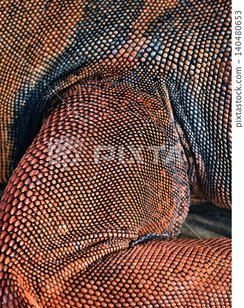 Vivid details of basking orange iguana with textured skin Vivid details of basking orange iguana with textured skin 140480653