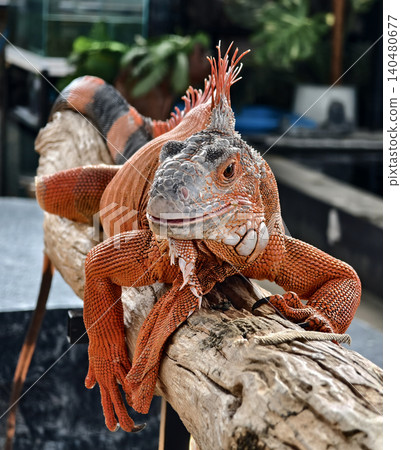 Vivid details of basking orange iguana with textured skin 140480677