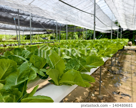 Rows hydroponic lettuce seedlings in greenhouse, commercial farming operation with white rows Rows hydroponic lettuce seedlings in greenhouse, commercial farming operation with white rows 140480681
