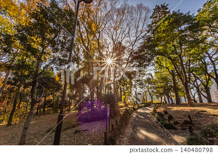 The walking path in Kitanomaru Park in winter, bathed in dappled sunlight and rays of light, December 2023. 140480798
