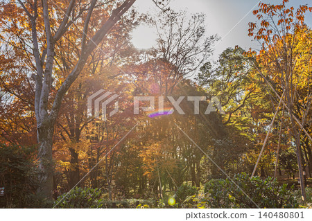 Autumn leaves in Kitanomaru Park, bathed in soft sunlight and lens flare, December 2023. 140480801