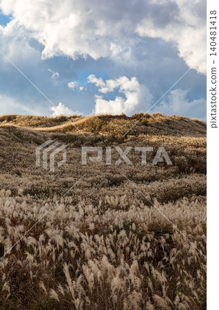 Pampas grass in Suyama, Susono City, Shizuoka Prefecture, at the East Fuji Training Ground. 140481418